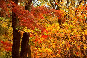 Обои на рабочий стол: autumn, colors, fall, leaves, листья, осень