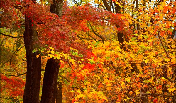 Обои на рабочий стол: autumn, colors, fall, leaves, листья, осень