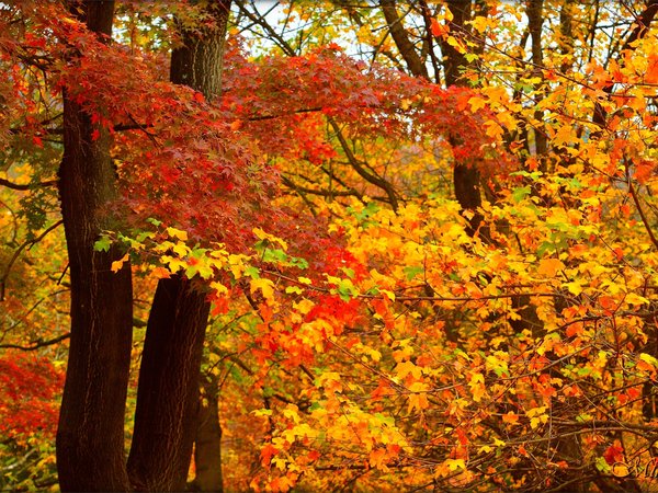 autumn, colors, fall, leaves, листья, осень