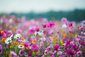Обои на рабочий стол: colorful, cosmos, field, flowers, meadow, pink, summer, лето, луг, небо, поле, розовые, солнце, цветы