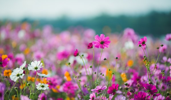 Обои на рабочий стол: colorful, cosmos, field, flowers, meadow, pink, summer, лето, луг, небо, поле, розовые, солнце, цветы