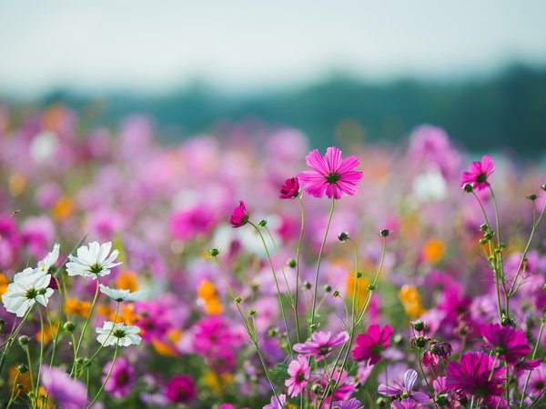 colorful, cosmos, field, flowers, meadow, pink, summer, лето, луг, небо, поле, розовые, солнце, цветы