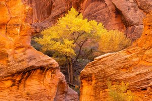 Обои на рабочий стол: autumn, Cottonwood trees, Coyote Gulch Glen, usa, utah, Койот-Галч-Глен, осень, сша, Тополя, штат юта