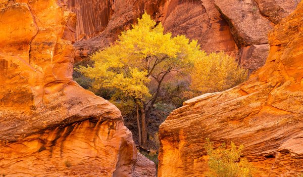 Обои на рабочий стол: autumn, Cottonwood trees, Coyote Gulch Glen, usa, utah, Койот-Галч-Глен, осень, сша, Тополя, штат юта