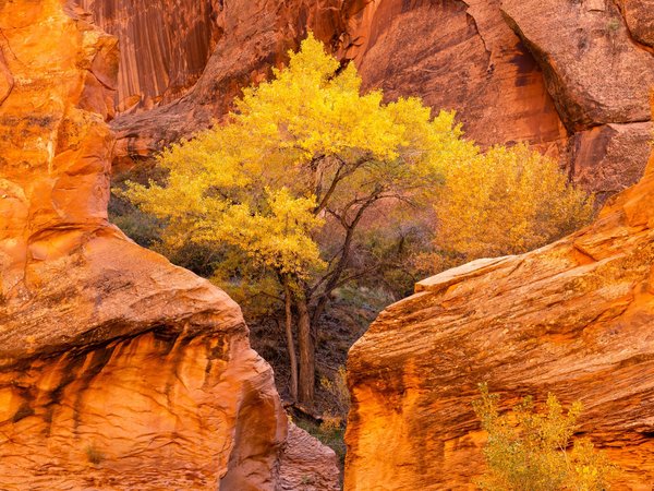 autumn, Cottonwood trees, Coyote Gulch Glen, usa, utah, Койот-Галч-Глен, осень, сша, Тополя, штат юта