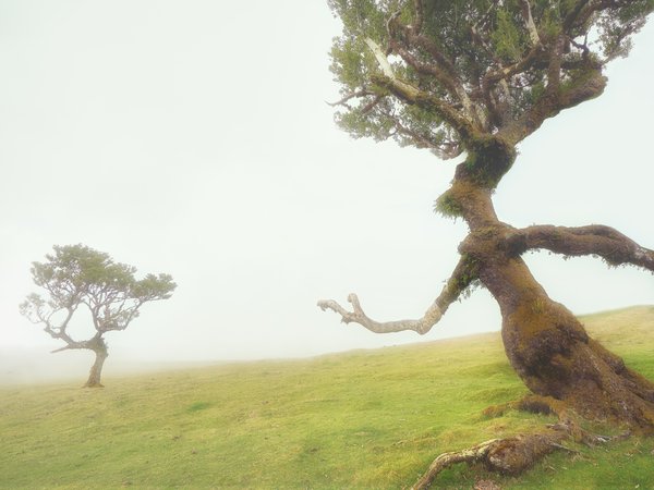 Come Back To Me, figures, fog, Manuel Ponce Luque, trees, деревья, туман, фигуры