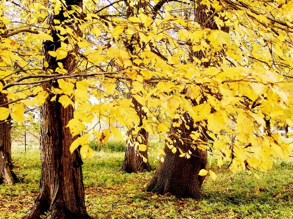 деревья, осень, природа