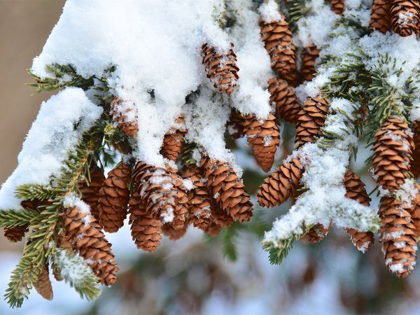 дерево, ель, зима, природа, снег, шишки