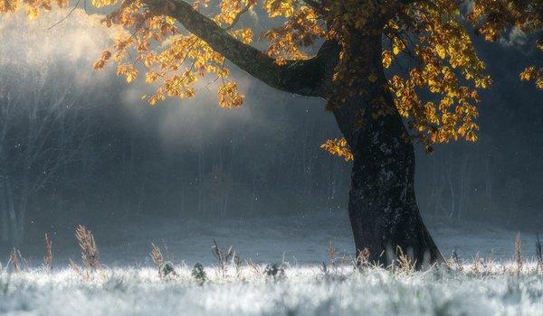 Обои на рабочий стол: autumn, frost, SUNTARARAK SAOWANEE, tree, дерево, иней, осень