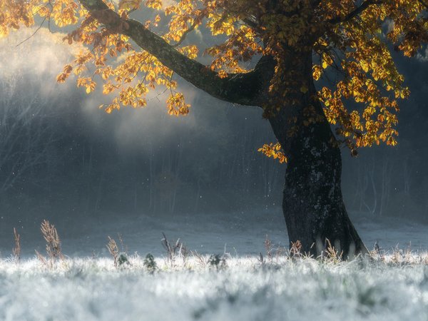 autumn, frost, SUNTARARAK SAOWANEE, tree, дерево, иней, осень