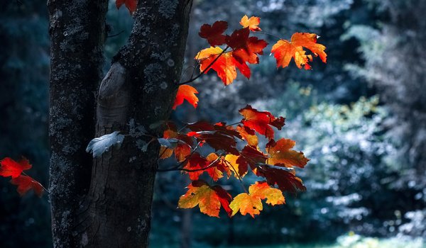 Обои на рабочий стол: ветки, дерево, клён, листья, осень, природа