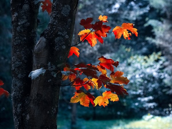 ветки, дерево, клён, листья, осень, природа