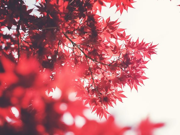 дерево, красные, листья