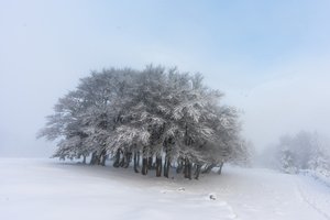 Обои на рабочий стол: дерево, зима, снег, туман