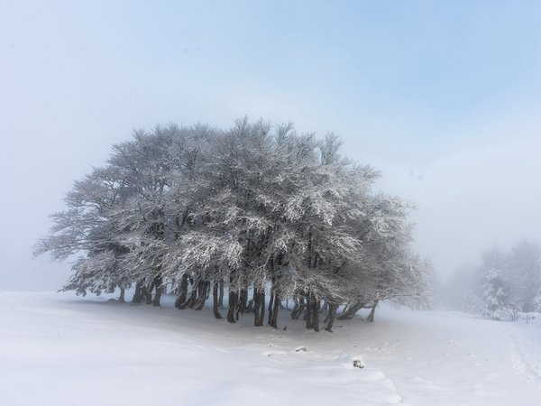 дерево, зима, снег, туман