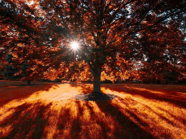 дерево, солнце, тени, трава