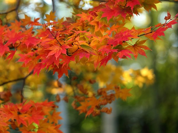 ветки, дерево, клён, листья, осень
