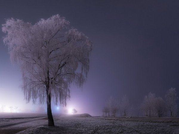 деревья, дороги, зима, небо, снег, туман