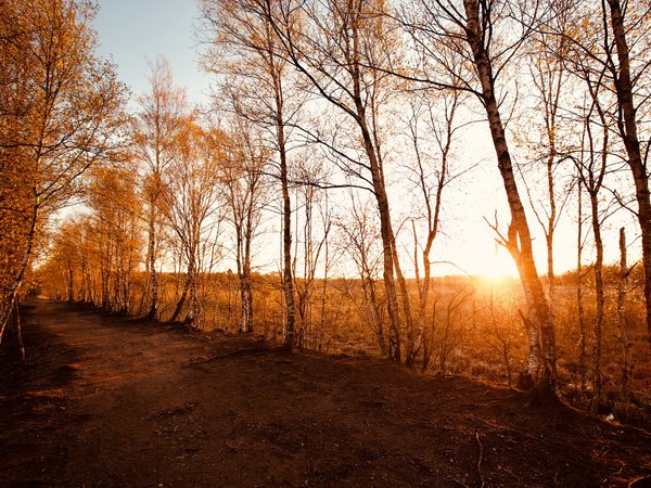 берёзы, дорога, свет