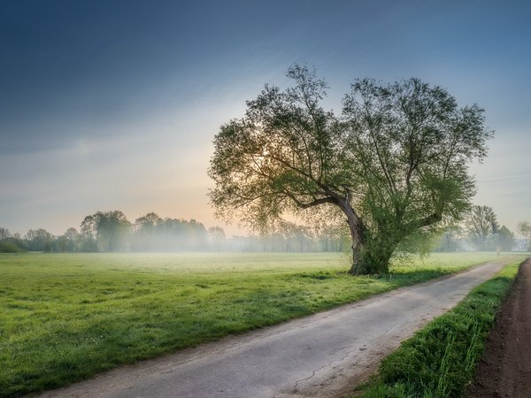 дерево, дорога, туман, утро