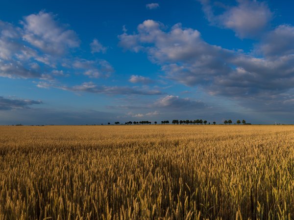 clouds, ears, field, landscape, nature, sky, sunset, trees, wheat