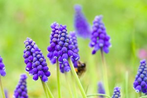Обои на рабочий стол: blooming, blue, flower