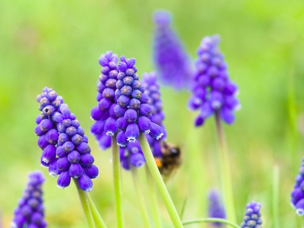 blooming, blue, flower