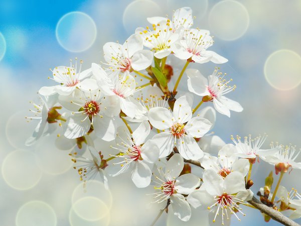 blooming, flower, spring, white