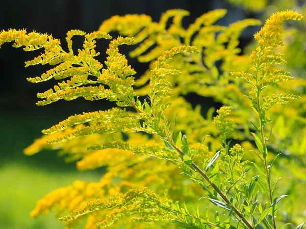 flower, twig, yellow