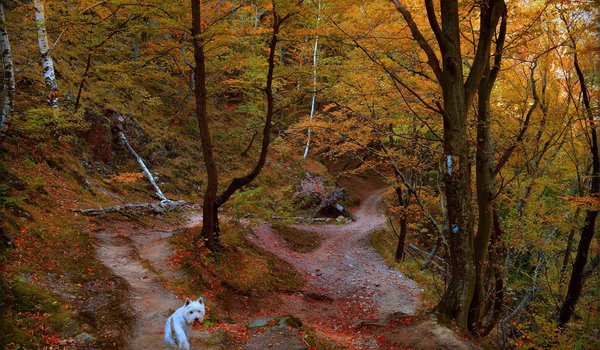 Обои на рабочий стол: autumn, dog, fall, forest, trees, Вест-хайленд-уайт-терьер, деревья, лес, осень, тропа