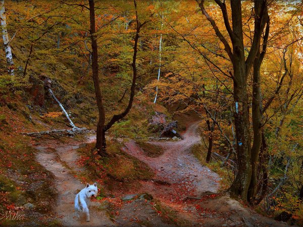 autumn, dog, fall, forest, trees, Вест-хайленд-уайт-терьер, деревья, лес, осень, тропа