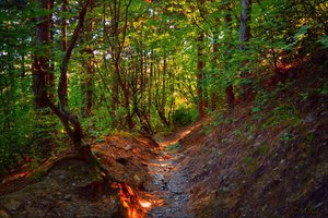 Обои на рабочий стол: forest, path, trees, деревья, лес, тропинка