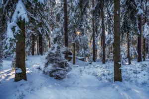 Обои на рабочий стол: германия, деревья, зима, лес, снег