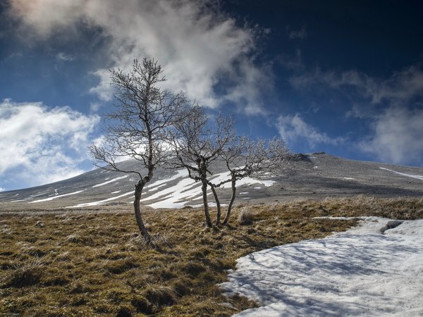 гора, деревья, небо