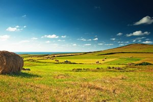 Обои на рабочий стол: grass, sea, sky