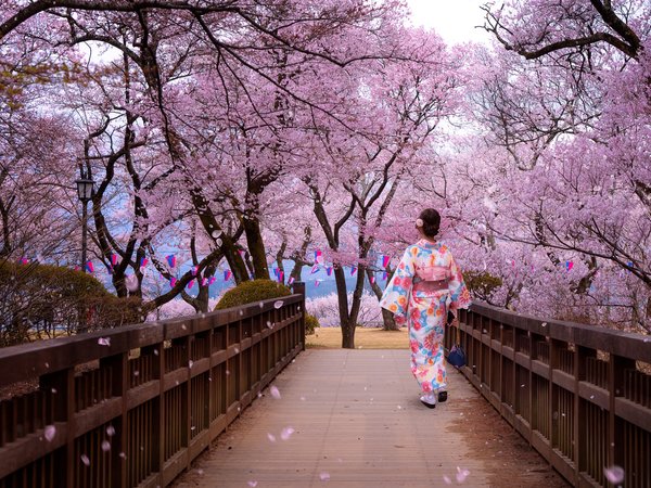 весна, деревья, женщина, лепестки, мостик, парк, сакура, Ханами, цветение, япония, японка