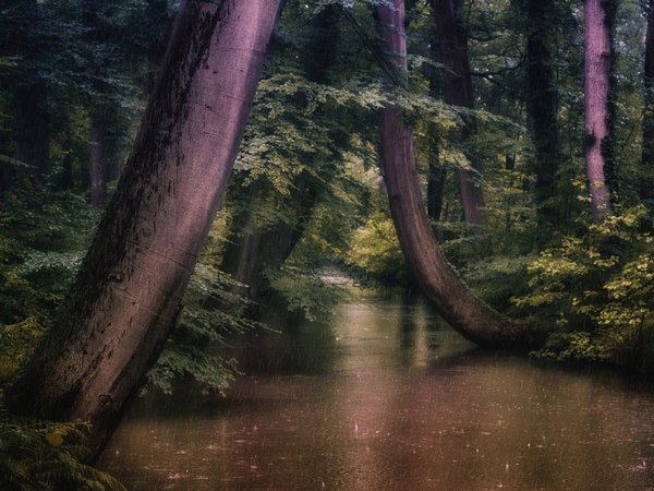 Jan-Herman Visser, голландия, деревья, дождь, канал, парк, пейзаж, природа