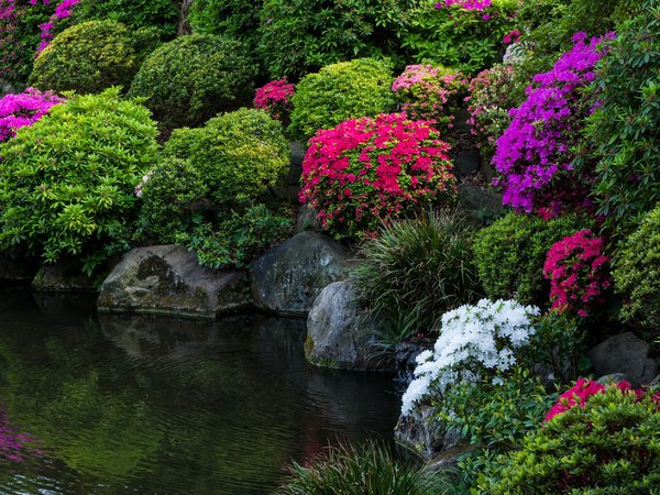 japan, tokyo, парк, пруд, фото, цветы, япония