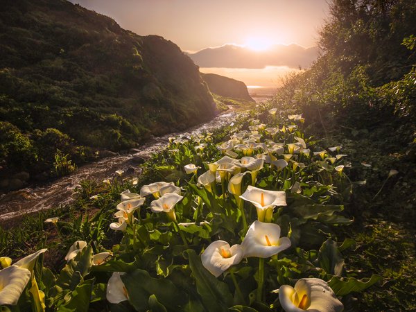 Big Sur, california, Garrapata State Park, Биг-Сур, закат, калифорния, каллы, цветы