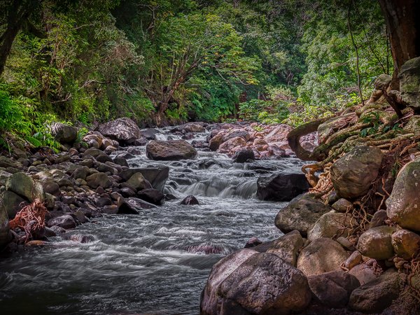 Iao Valley, камни, лес, речка