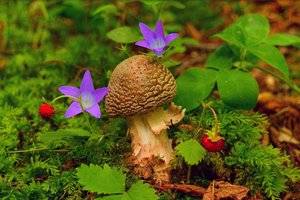 Обои на рабочий стол: mushroom, Purple flowers, strawberry, гриб, клубника, фиолетовые цветы