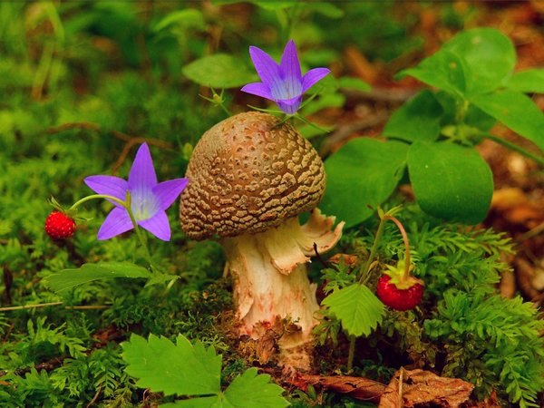 mushroom, Purple flowers, strawberry, гриб, клубника, фиолетовые цветы