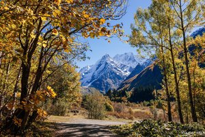 Обои на рабочий стол: autumn, Krasnodar territory, leaves, nature, Sochi, Краснодарский край, листья, осень, природа, сочи