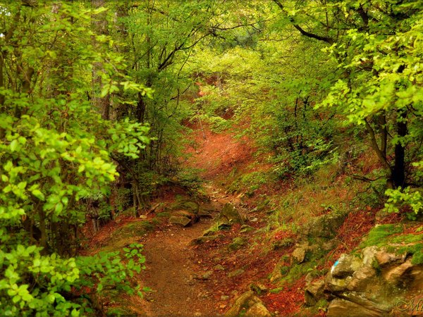 forest, trees, деревья, лес, тропинка