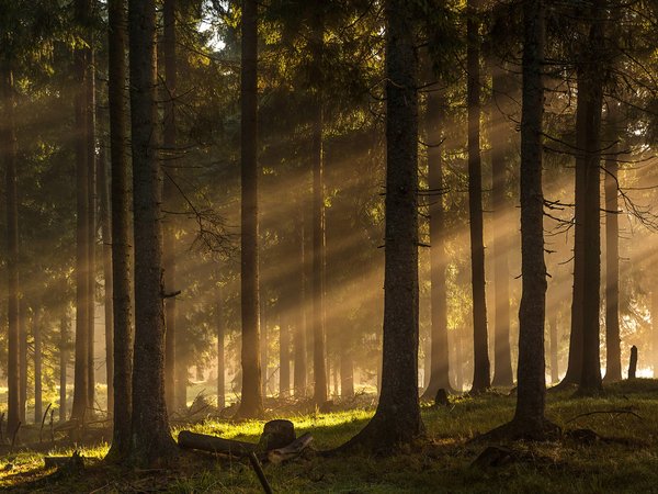forest, Ioan Ovidiu Lazar, rays, trees, деревья, лес, лучи