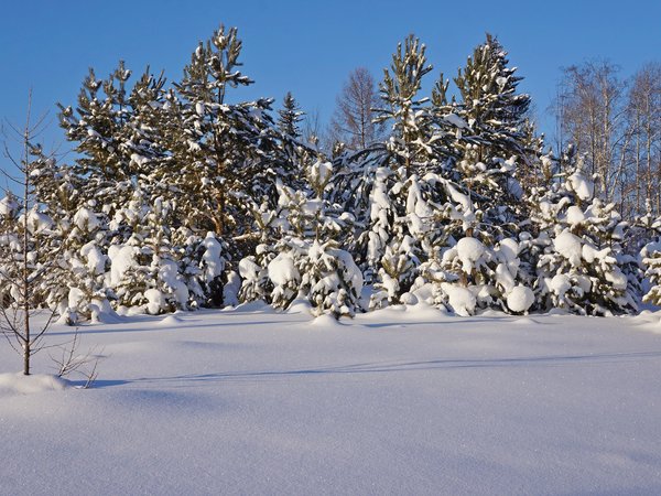 деревья, зима, лес, мороз, природа, снег, сосны