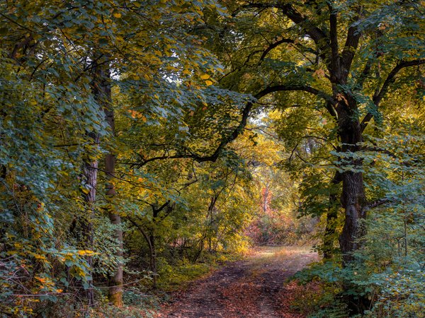 деревья, лес, осень