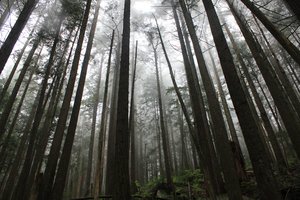 Обои на рабочий стол: British Columbia, canada, Capilano, North Vancouver, деревья, лес, природа
