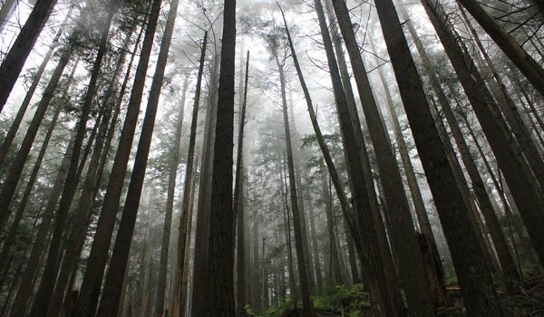 Обои на рабочий стол: British Columbia, canada, Capilano, North Vancouver, деревья, лес, природа