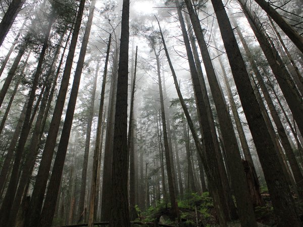 British Columbia, canada, Capilano, North Vancouver, деревья, лес, природа